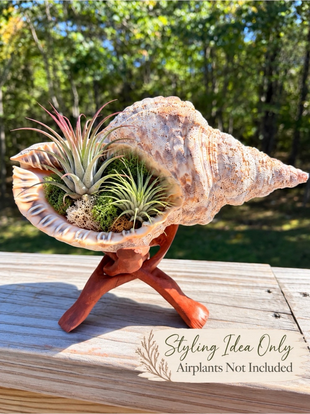 Triton Conch | Highly Weathered | 🍃